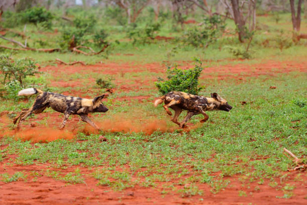 An african wild dog is resting in the Selous.