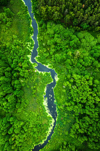 istock Green forest and river in spring. Wildlife in Poland. 1310588039