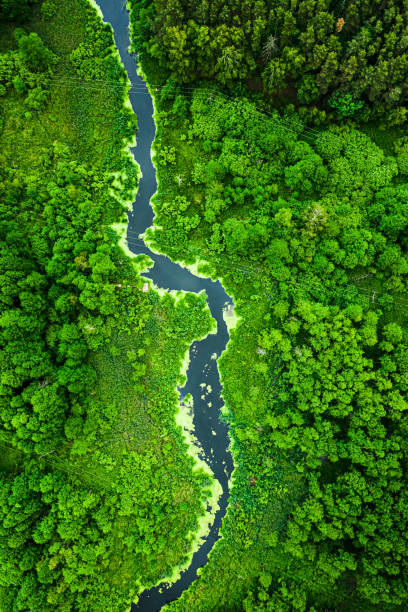 Green forest and river in spring. Wildlife in Poland. Green forest and river in spring. Wildlife in Poland. Aerial view of nature bory tucholskie stock pictures, royalty-free photos & images