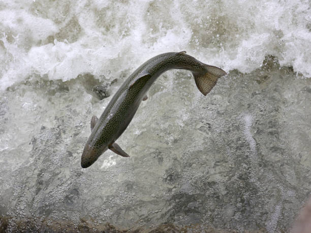 istock Trout jumping up fish ladder in spring, going upstream to spawn 1310588494