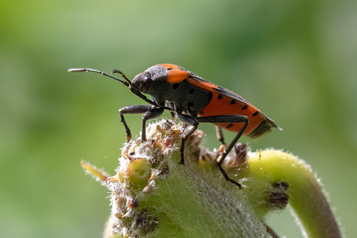 Macro photo of red and black stink bug