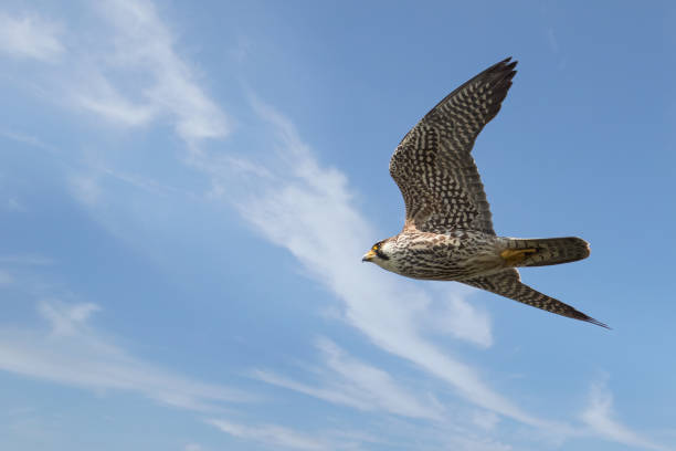 Close up of Pigeon Hawk flying in blue sky Closeup of falcon in flight falco columbarius stock pictures, royalty-free photos & images