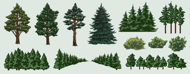 ilustraciones, imágenes clip art, dibujos animados e iconos de stock de coloridos elementos de la naturaleza establecidos - pine