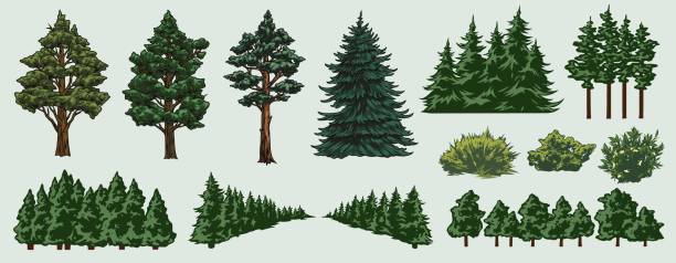 Colorful nature elements set with different trees and bushes in vintage style isolated vector illustration