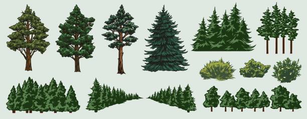 Colorful nature elements set Colorful nature elements set with different trees and bushes in vintage style isolated vector illustration coniferous tree illustrations stock illustrations
