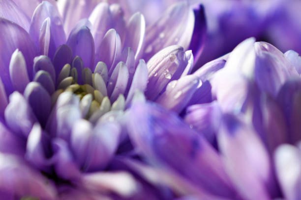 istock Beautiful purple flowers with water drops 1310592779