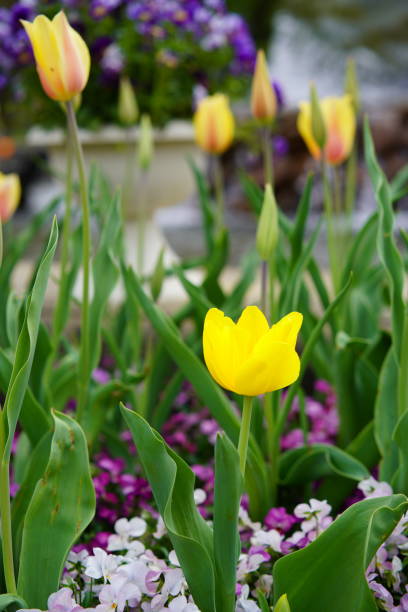 istock Many tulips at a flower park 1310593980