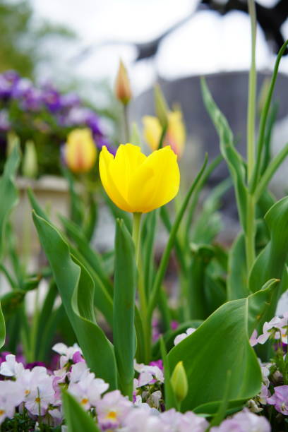 istock Many tulips at a flower park 1310594004