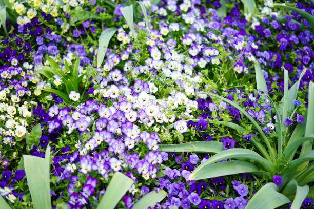 istock Many tulips blooming at a park 1310594190