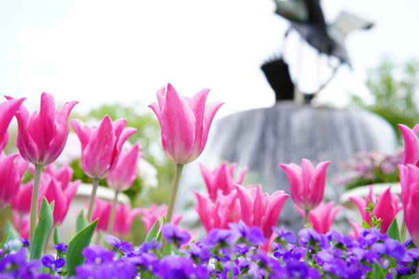 istock Many tulips at a flower park 1310594439