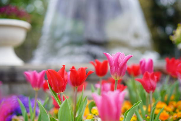 istock Many tulips blooming at a park 1310594461