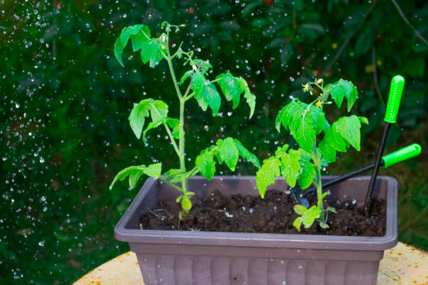 istock Water drops that irrigate tomato seedlings 1310594558