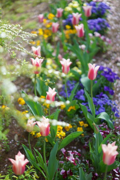 istock Landscape at Funabashi flower park 1310594617