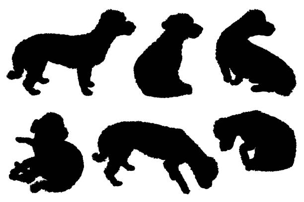 Collection of bichon maltese dogs silhouettes Collection of bichon maltese dogs silhouettes isolated on white maltese silhouette stock illustrations