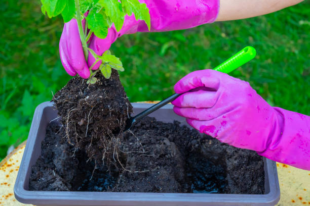 istock a woman transplants tomato seedlings from a box 1310594898