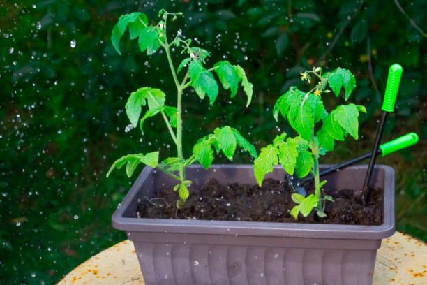 istock Water drops that irrigate tomato seedlings 1310594938