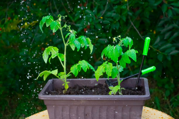 istock Water drops that irrigate tomato seedlings 1310594947