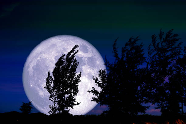 istock Full Worm Moon and silhouette tree in the field and night sky 1310595048