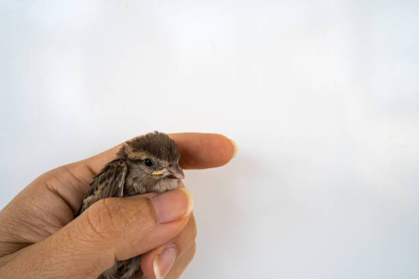 istock Eurasian Tree Sparrow, cute little, in hand 1310595832