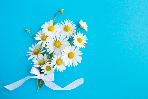 Top view of bouquet of white chamomile on the blue  background. Copy space Close-up.