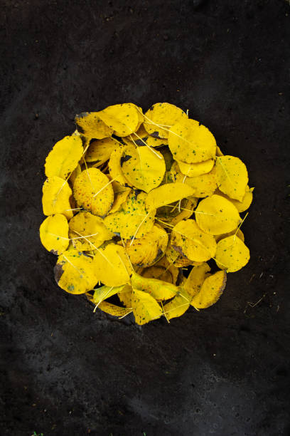 Natural art, Yellow leaves on the ground