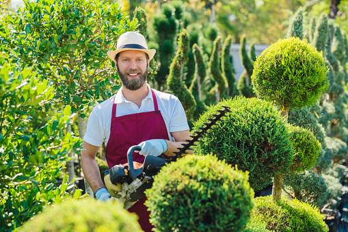 Gardener in garden center cutting longer branches of small trees to mold a shape