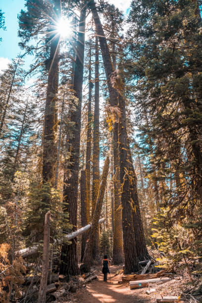 A young woman on the trail from Taft point to Sentinel Dome and the sun in the background, Yosemite National Park. United States"t A young woman on the trail from Taft point to Sentinel Dome and the sun in the background, Yosemite National Park. United States"t vernal utah stock pictures, royalty-free photos & images