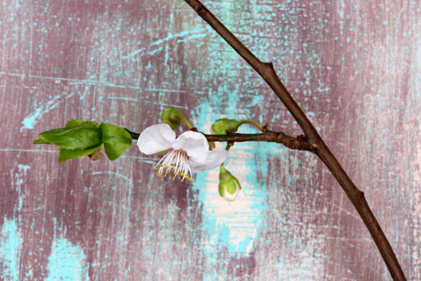 white cherry blossom on wooden background