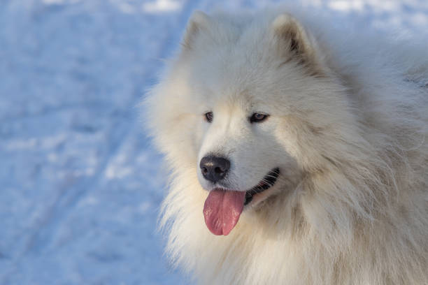 Portrait of a Samoyed - Samoyed beautiful breed Siberian white dog. Samoyed has his tongue out. Portrait of a Samoyed - Samoyed beautiful breed Siberian white dog. Samoyed has his tongue out. There is snow in the background. samojed stock pictures, royalty-free photos & images