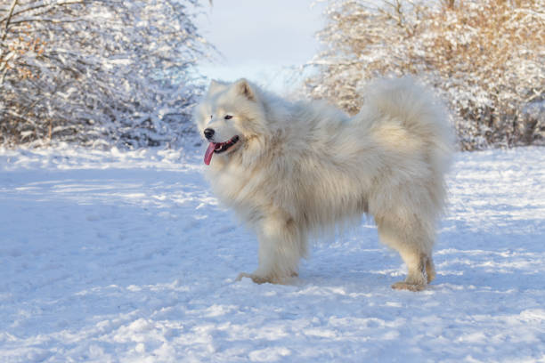 Portrait of a Samoyed - Samoyed beautiful breed Siberian white dog. Samoyed has his tongue out. Samoyed - Samoyed beautiful breed Siberian white dog stands in the snow and has his tongue out. In the background are snow-covered trees. samojed stock pictures, royalty-free photos & images