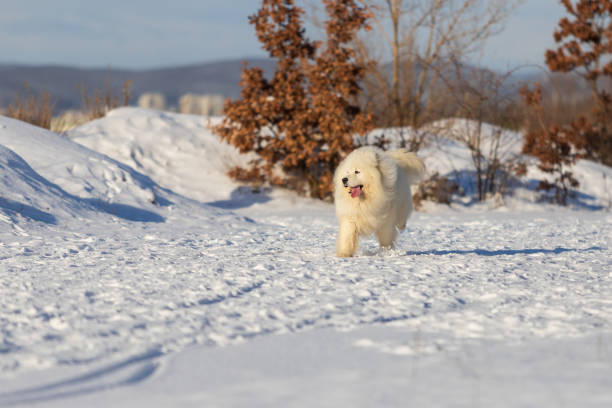 Samoyed - Samoyed beautiful breed Siberian white dog stands in the snow near a bush in a snowdrift. Samoyed - Samoyed beautiful breed Siberian white dog running in the snow. The dog's tongue is out, snow is flying around him."r"n samojed stock pictures, royalty-free photos & images