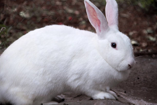 istock A fluffy white rabbit, sitting on the floor. 1310601994