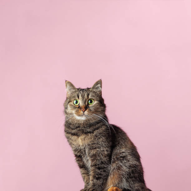 istock Beautiful tabby cat with green eyes on a pink background. 1310602008