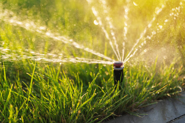istock Green lawn irrigation with automatic sprinkler irrigation system. 1310602051