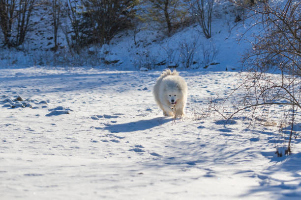 Portrait of a Samoyed - Samoyed beautiful breed Siberian white dog. Samoyed has his tongue out. Samoyed - Samoyed beautiful breed Siberian white dog running in the snow. The dog's tongue is out, snow is flying around him."r"n samojed stock pictures, royalty-free photos & images
