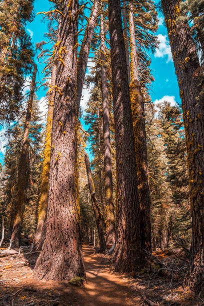 Beautiful trail from Taft point to Sentinel Dome, Yosemite National Park. United States"t Beautiful trail from Taft point to Sentinel Dome, Yosemite National Park. United States"t vernal utah stock pictures, royalty-free photos & images