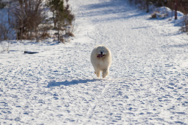 Samoyed - Samoyed beautiful breed Siberian white dog. Samoyed - Samoyed beautiful breed Siberian white dog. The dog runs along a snowy path and has a tongue out. There are snow-covered trees and shrubs. samojed stock pictures, royalty-free photos & images