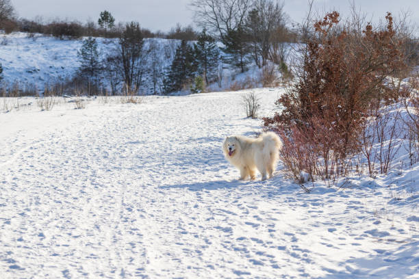 Samoyed - Samoyed beautiful breed Siberian white dog. Samoyed - Samoyed beautiful breed Siberian white dog. A four-year-old dog stands in the snow on a plain and has his tongue out. In the background are the hills. samojed stock pictures, royalty-free photos & images