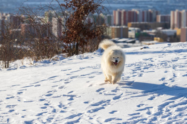Samoyed - Samoyed beautiful breed Siberian white dog. Samoyed - Samoyed beautiful breed Siberian white dog. The dog runs along a snowy road and has his tongue out. The city can be seen in the background. samojed stock pictures, royalty-free photos & images