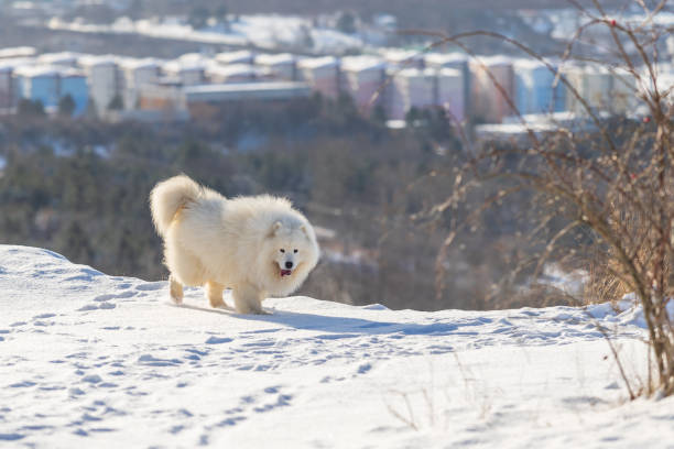 Samoyed - Samoyed beautiful breed Siberian white dog. Samoyed - Samoyed beautiful breed Siberian white dog. The dog runs on a snowy path and has his tongue out. Snow flies around him. In the background is a big city. samojed stock pictures, royalty-free photos & images