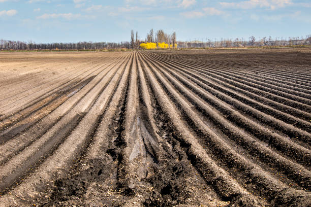 cultivo de arable en burgenland, austria, agricultura intensiva - ackerfurchen fotografías e imágenes de stock