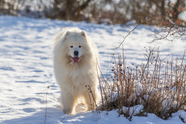 Samoyed - Samoyed beautiful breed Siberian white dog. Samoyed - Samoyed beautiful breed Siberian white dog. The dog stands on a snowy path by the bushes and has his tongue out. samojed stock pictures, royalty-free photos & images