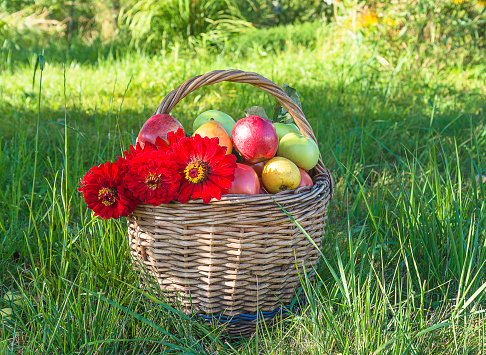 Wicker basket with ripe apples and pears and bunch of red zinnia flowers on green lawn in summer garden