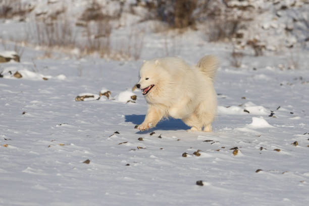 Portrait of a Samoyed - Samoyed beautiful breed Siberian white dog. Samoyed has his tongue out. Samoyed - Samoyed beautiful breed Siberian white dog running in the snow. He has an open mouth and looks like he's laughing. samojed stock pictures, royalty-free photos & images