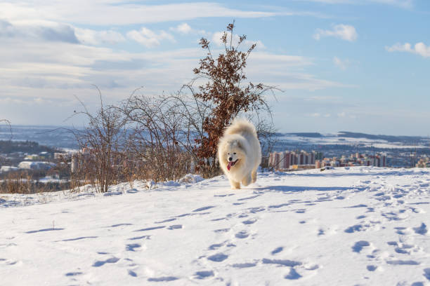 Samoyed - Samoyed beautiful breed Siberian white dog. Samoyed - Samoyed beautiful breed Siberian white dog. The dog runs on a snowy path and has his tongue out. Snow flies around him. In the background is a large city and a blue sky with white clouds. samojed stock pictures, royalty-free photos & images
