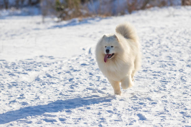 Samoyed - Samoyed beautiful breed Siberian white dog. Samoyed - Samoyed beautiful breed Siberian white dog. The dog runs along a snowy road and has his tongue out. There are snow-covered bushes around. samojed stock pictures, royalty-free photos & images