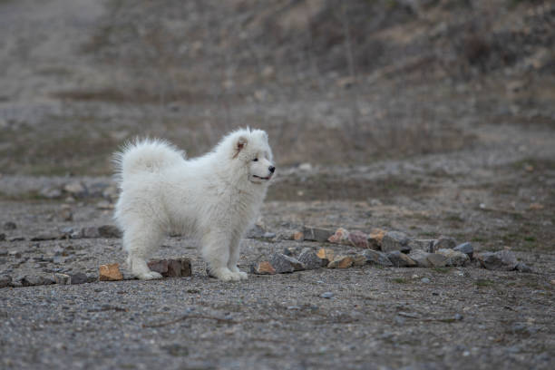istock Samoyed - Samoyed beautiful breed Siberian white dog. 1310603191