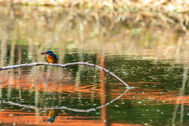 istock Kingfisher perching on a twig looking for food 1310605901
