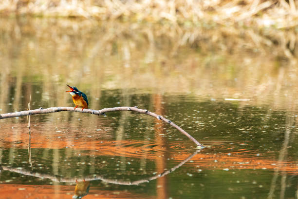 istock Kingfisher perching on a twig looking for food 1310605910