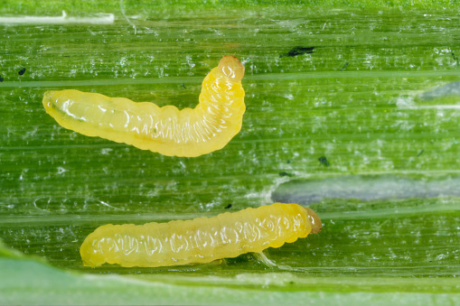 Acherontia Atropos Caterpillar
